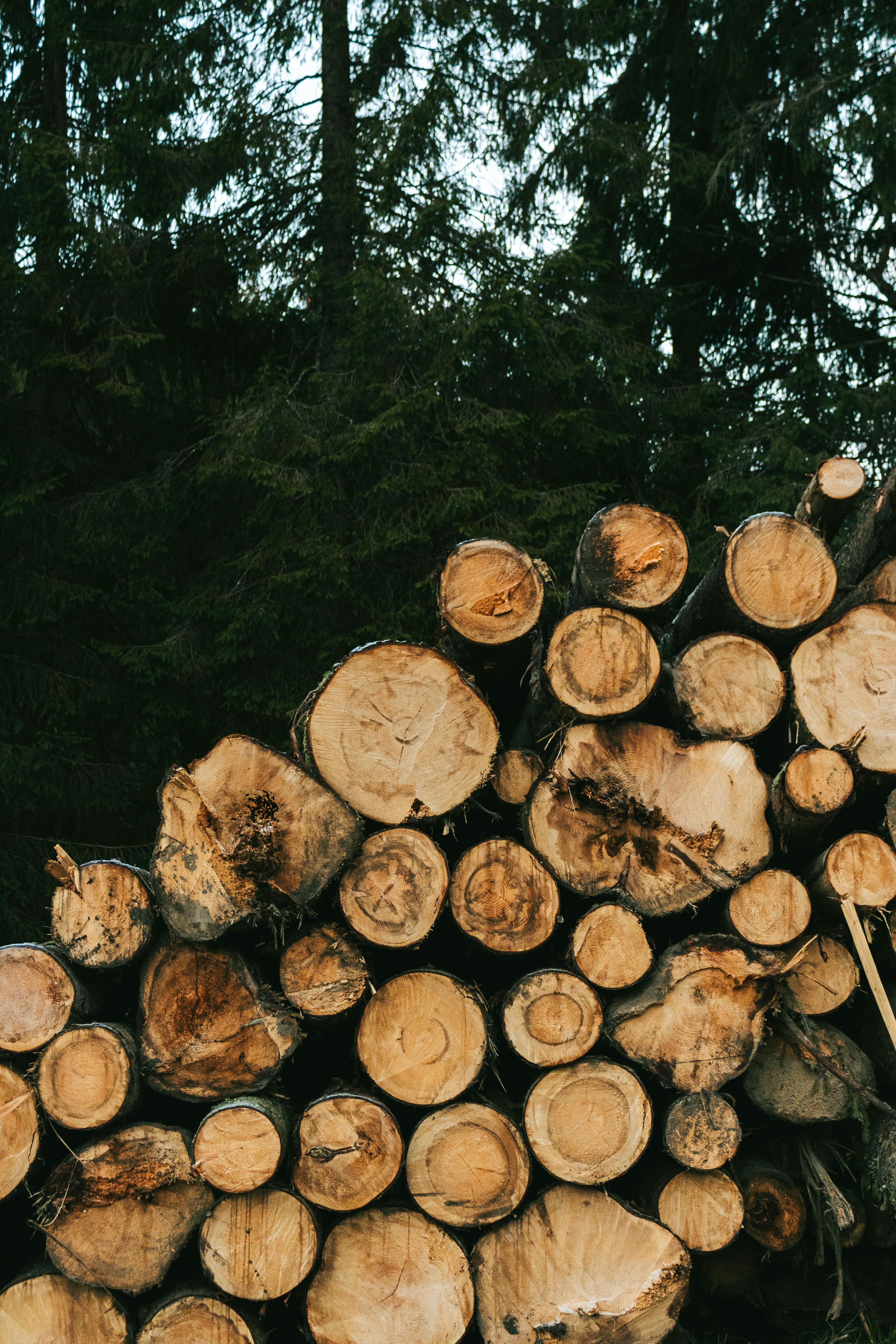 Sistema WoodWise en acción